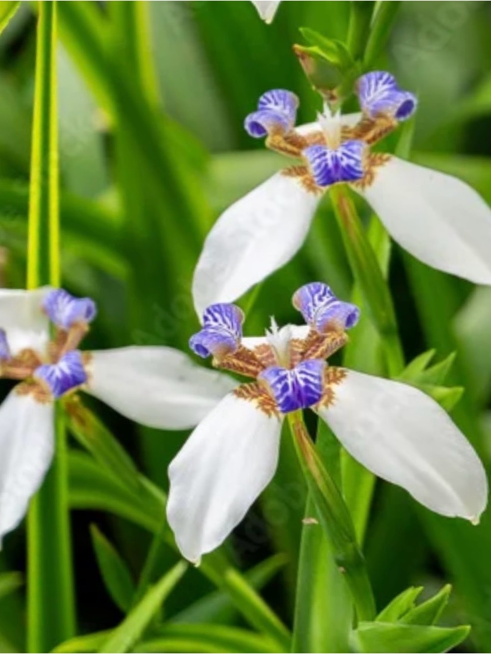 2 walking Iris with roots (2026)